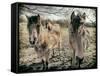 Horses in a Field-Tim Kahane-Framed Stretched Canvas