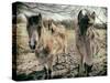 Horses in a Field-Tim Kahane-Stretched Canvas