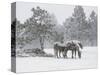 Horses in a Snowstorm, Colorado, United States of America, North America-James Gritz-Stretched Canvas