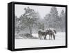 Horses in a Snowstorm, Colorado, United States of America, North America-James Gritz-Framed Stretched Canvas