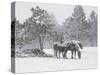 Horses in a Snowstorm, Colorado, United States of America, North America-James Gritz-Stretched Canvas