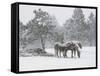 Horses in a Snowstorm, Colorado, United States of America, North America-James Gritz-Framed Stretched Canvas