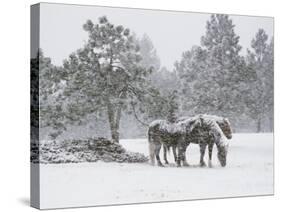 Horses in a Snowstorm, Colorado, United States of America, North America-James Gritz-Stretched Canvas