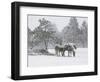 Horses in a Snowstorm, Colorado, United States of America, North America-James Gritz-Framed Photographic Print