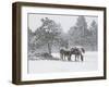 Horses in a Snowstorm, Colorado, United States of America, North America-James Gritz-Framed Photographic Print
