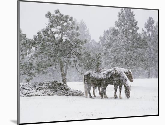 Horses in a Snowstorm, Colorado, United States of America, North America-James Gritz-Mounted Photographic Print