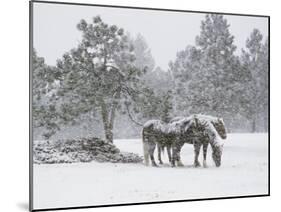 Horses in a Snowstorm, Colorado, United States of America, North America-James Gritz-Mounted Photographic Print
