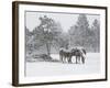 Horses in a Snowstorm, Colorado, United States of America, North America-James Gritz-Framed Photographic Print