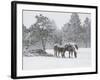 Horses in a Snowstorm, Colorado, United States of America, North America-James Gritz-Framed Photographic Print