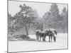 Horses in a Snowstorm, Colorado, United States of America, North America-James Gritz-Mounted Photographic Print