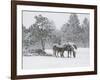 Horses in a Snowstorm, Colorado, United States of America, North America-James Gritz-Framed Photographic Print