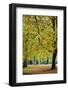 Horses in an Autumnal Hyde Park, London, England, United Kingdom, Europe-Neil Farrin-Framed Photographic Print