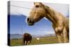 Horses in Boulder, Colorado-Sergio Ballivian-Stretched Canvas
