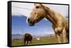 Horses in Boulder, Colorado-Sergio Ballivian-Framed Stretched Canvas