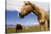 Horses in Boulder, Colorado-Sergio Ballivian-Stretched Canvas