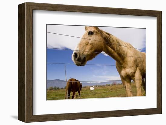 Horses in Boulder, Colorado-Sergio Ballivian-Framed Photographic Print