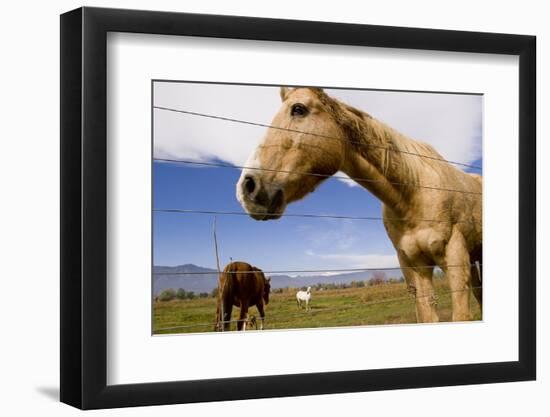 Horses in Boulder, Colorado-Sergio Ballivian-Framed Photographic Print