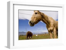 Horses in Boulder, Colorado-Sergio Ballivian-Framed Photographic Print