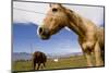 Horses in Boulder, Colorado-Sergio Ballivian-Mounted Photographic Print