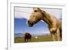 Horses in Boulder, Colorado-Sergio Ballivian-Framed Photographic Print