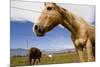 Horses in Boulder, Colorado-Sergio Ballivian-Mounted Photographic Print