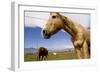 Horses in Boulder, Colorado-Sergio Ballivian-Framed Photographic Print