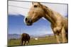 Horses in Boulder, Colorado-Sergio Ballivian-Mounted Photographic Print