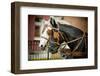 Horses in Carriage-mari_art-Framed Photographic Print