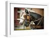 Horses in Carriage-mari_art-Framed Photographic Print