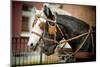 Horses in Carriage-mari_art-Mounted Photographic Print