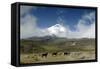 Horses in Cotopaxi National Park-Guido Cozzi-Framed Stretched Canvas