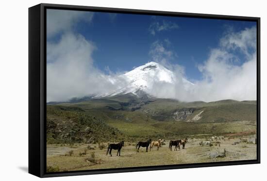 Horses in Cotopaxi National Park-Guido Cozzi-Framed Stretched Canvas