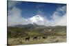 Horses in Cotopaxi National Park-Guido Cozzi-Stretched Canvas