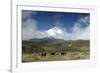 Horses in Cotopaxi National Park-Guido Cozzi-Framed Photographic Print