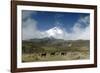 Horses in Cotopaxi National Park-Guido Cozzi-Framed Photographic Print