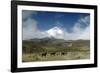 Horses in Cotopaxi National Park-Guido Cozzi-Framed Photographic Print