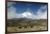 Horses in Cotopaxi National Park-Guido Cozzi-Framed Photographic Print