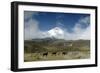 Horses in Cotopaxi National Park-Guido Cozzi-Framed Photographic Print