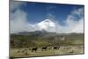 Horses in Cotopaxi National Park-Guido Cozzi-Mounted Photographic Print