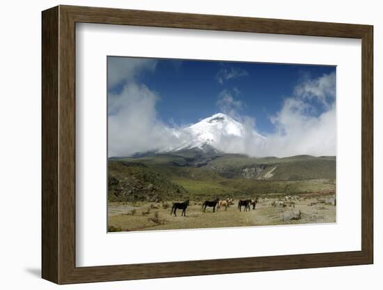 Horses in Cotopaxi National Park-Guido Cozzi-Framed Photographic Print