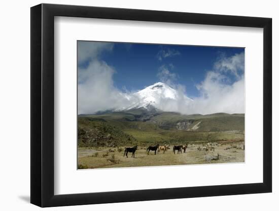 Horses in Cotopaxi National Park-Guido Cozzi-Framed Photographic Print