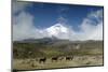 Horses in Cotopaxi National Park-Guido Cozzi-Mounted Photographic Print