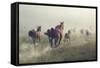Horses in Dust-conrado-Framed Stretched Canvas