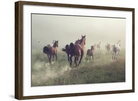 Horses in Dust-conrado-Framed Photographic Print