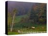 Horses in Field, Near Grandville, Vermont, USA-Joe Restuccia III-Stretched Canvas