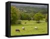 Horses in Field Near Vejle, Jutland, Denmark, Scandinavia, Europe-Yadid Levy-Framed Stretched Canvas