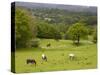 Horses in Field Near Vejle, Jutland, Denmark, Scandinavia, Europe-Yadid Levy-Stretched Canvas