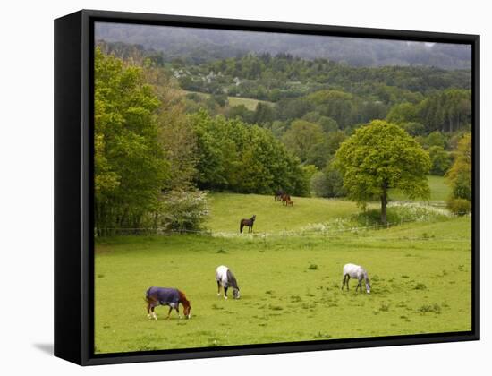 Horses in Field Near Vejle, Jutland, Denmark, Scandinavia, Europe-Yadid Levy-Framed Stretched Canvas