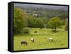 Horses in Field Near Vejle, Jutland, Denmark, Scandinavia, Europe-Yadid Levy-Framed Stretched Canvas