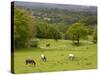 Horses in Field Near Vejle, Jutland, Denmark, Scandinavia, Europe-Yadid Levy-Stretched Canvas